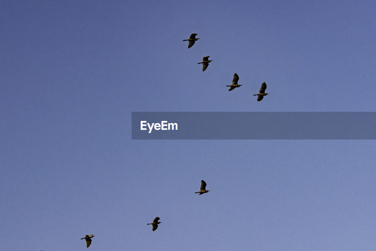 LOW ANGLE VIEW OF BIRDS FLYING AGAINST CLEAR BLUE SKY