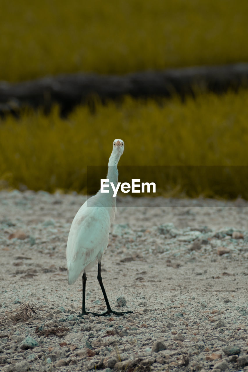 SIDE VIEW OF A BIRD ON THE BEACH