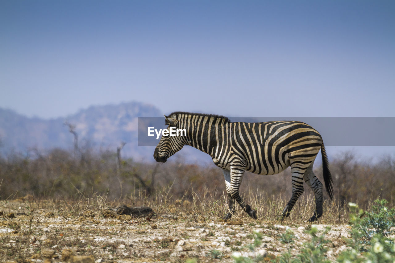 Zebra walking on land against clear sky