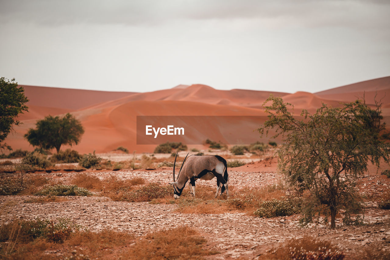 Oryx in sand dunes