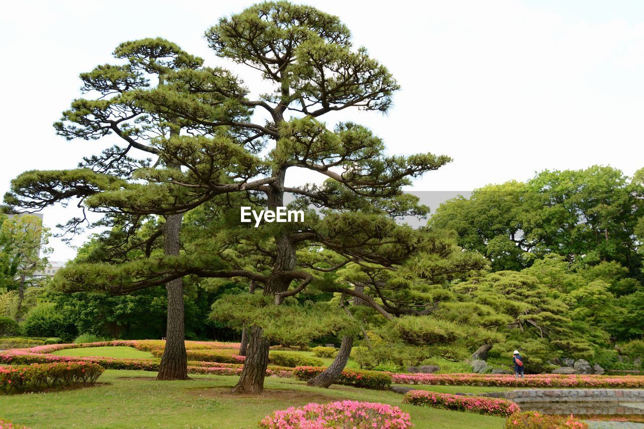 TREE ON LANDSCAPE AGAINST SKY