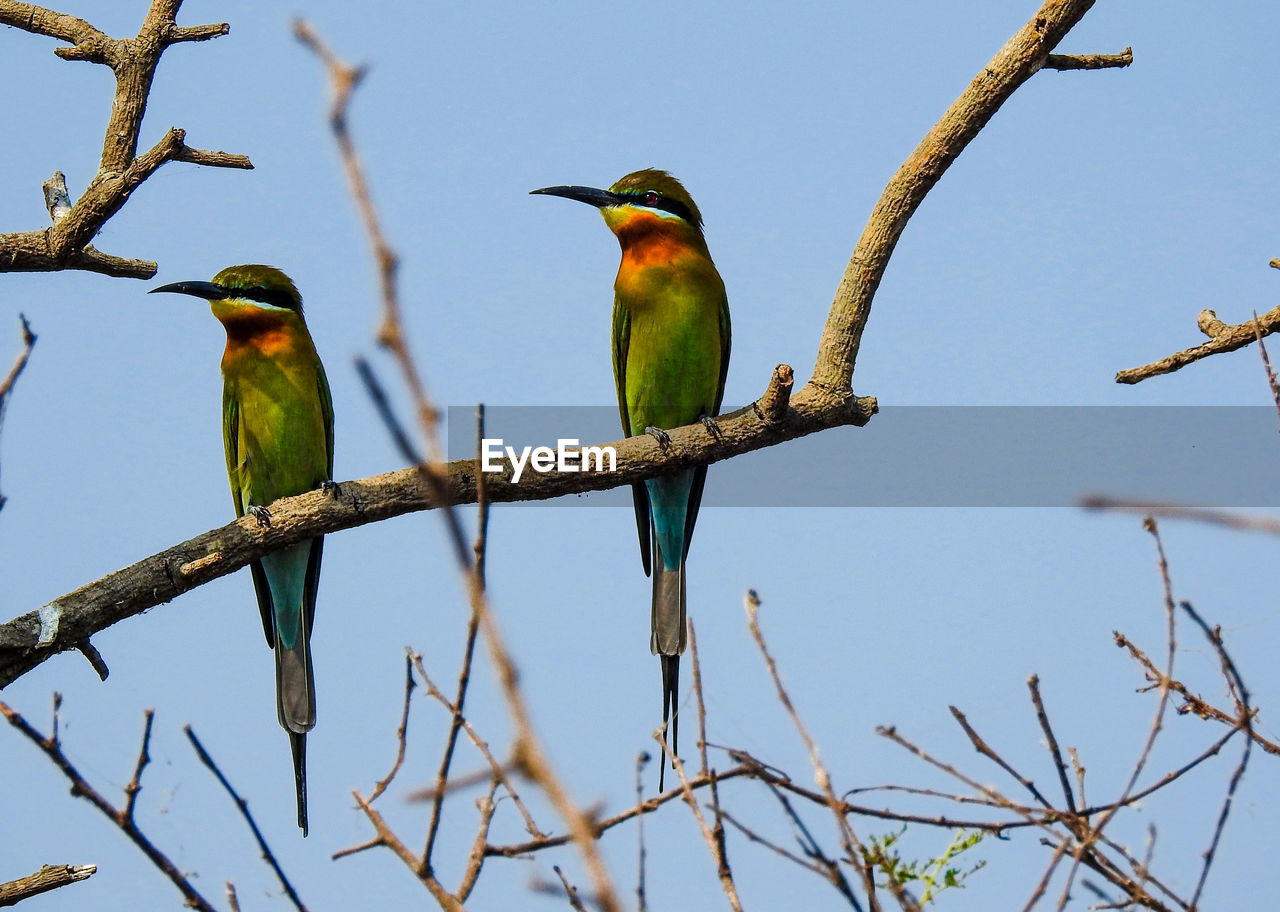 LOW ANGLE VIEW OF BIRD PERCHING ON TREE AGAINST SKY