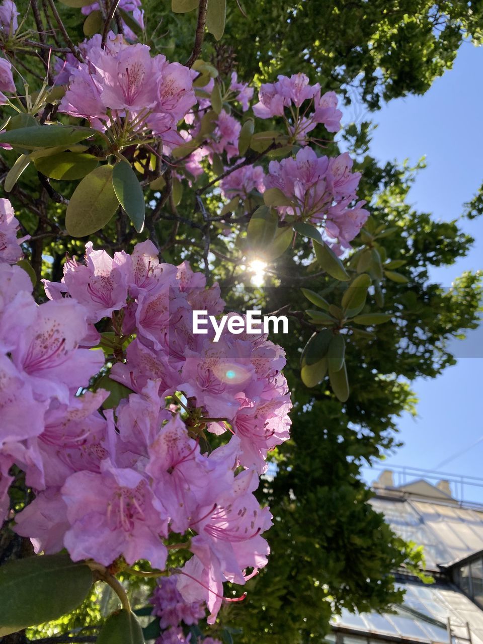 plant, flower, flowering plant, beauty in nature, freshness, pink, growth, blossom, nature, fragility, tree, petal, springtime, no people, sky, inflorescence, close-up, flower head, day, garden, outdoors, botany, sunlight, leaf, plant part, branch, shrub, low angle view