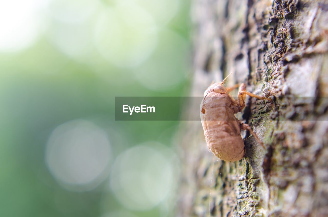 CLOSE-UP OF MUSHROOM GROWING ON TREE