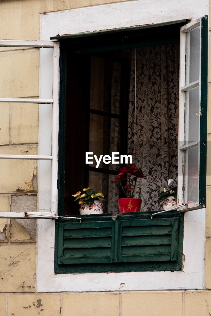 POTTED PLANT IN A WINDOW