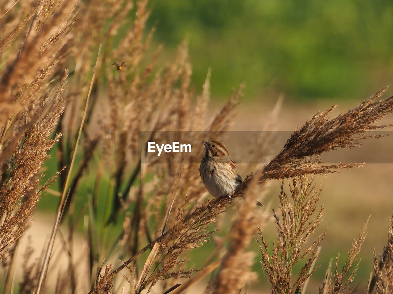 BIRD PERCHING ON A PLANT