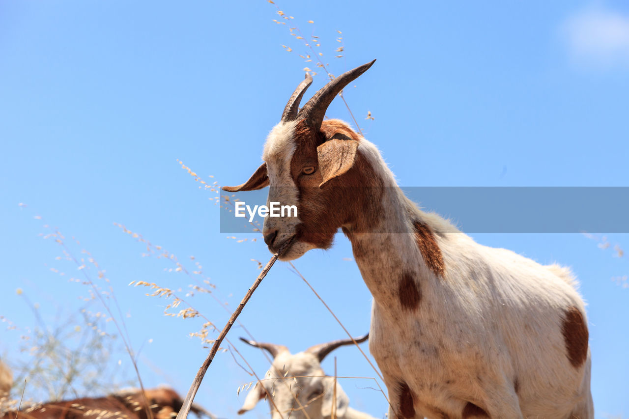 Goats cluster along a hillside with saddleback mountains in the distance in aliso and wood canyons