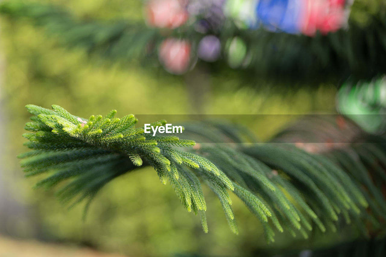 tree, green, plant, branch, leaf, nature, pine tree, coniferous tree, pinaceae, plant part, selective focus, close-up, christmas tree, no people, fir, flower, outdoors, macro photography, beauty in nature, growth, spruce, focus on foreground, needle - plant part, grass, day, defocused, christmas, environment