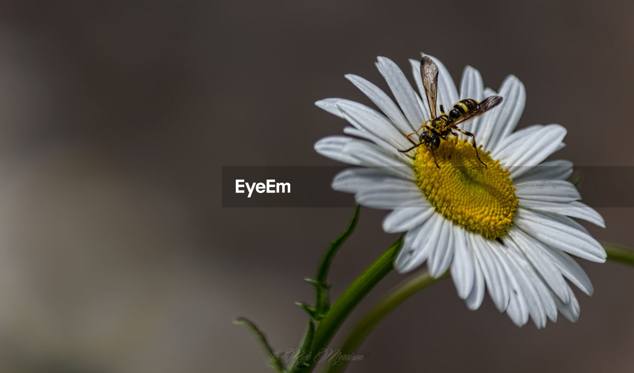 Close-up of insect on daisy flower