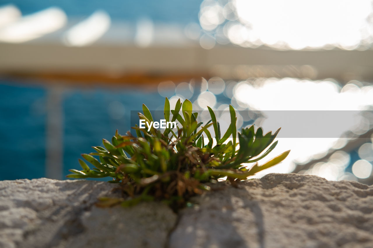 CLOSE-UP OF PLANT GROWING ON ROCK AGAINST SEA