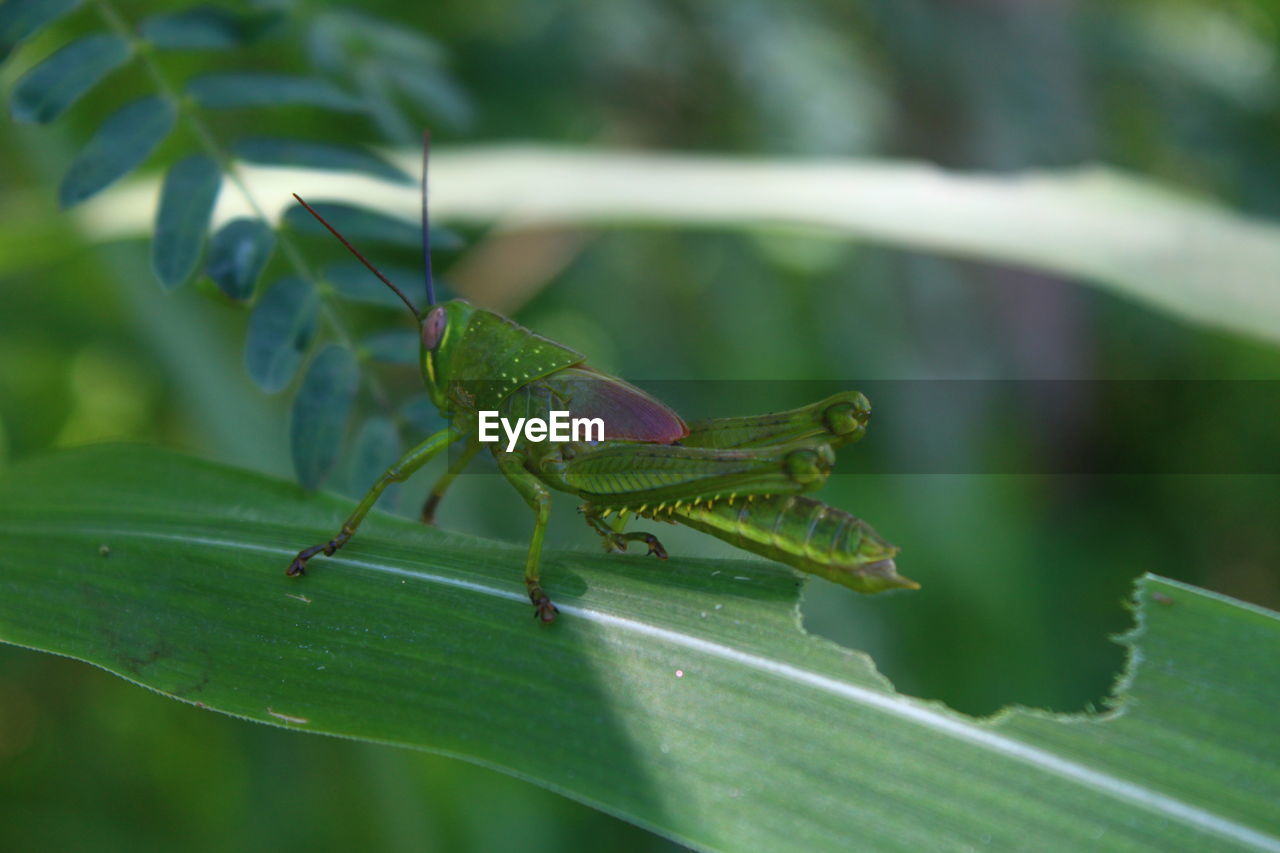 Close-up of insect on leaf