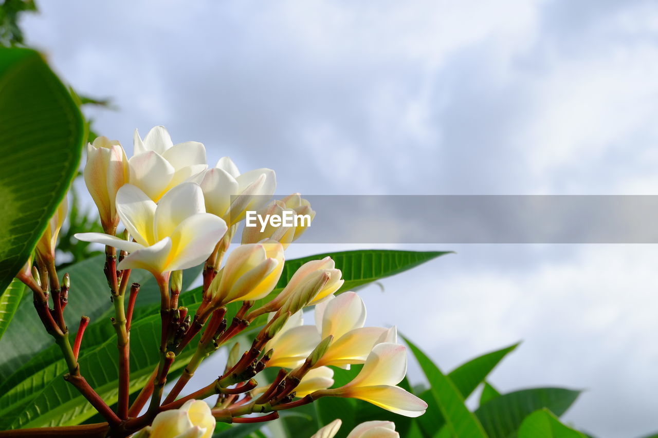 Close-up of yellow flowering plant