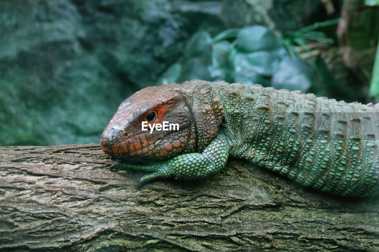 Close-up of lizard