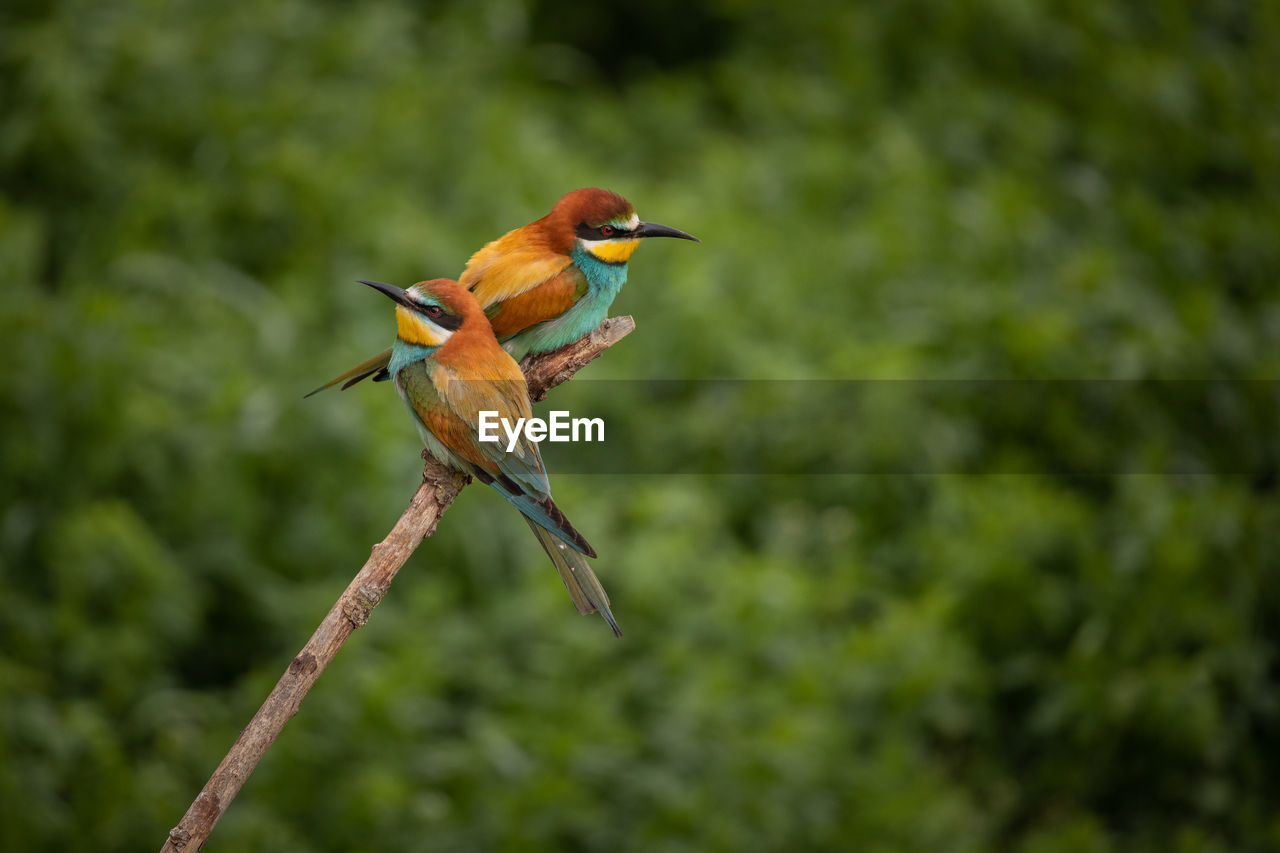 Colorful bee eaters birds in springtime.