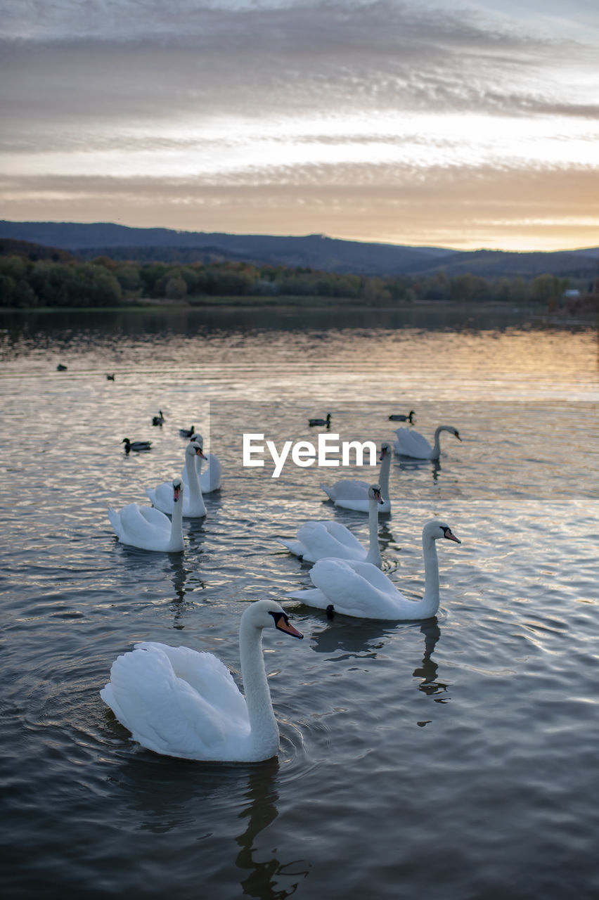 White swans at sunrise under colorful sky