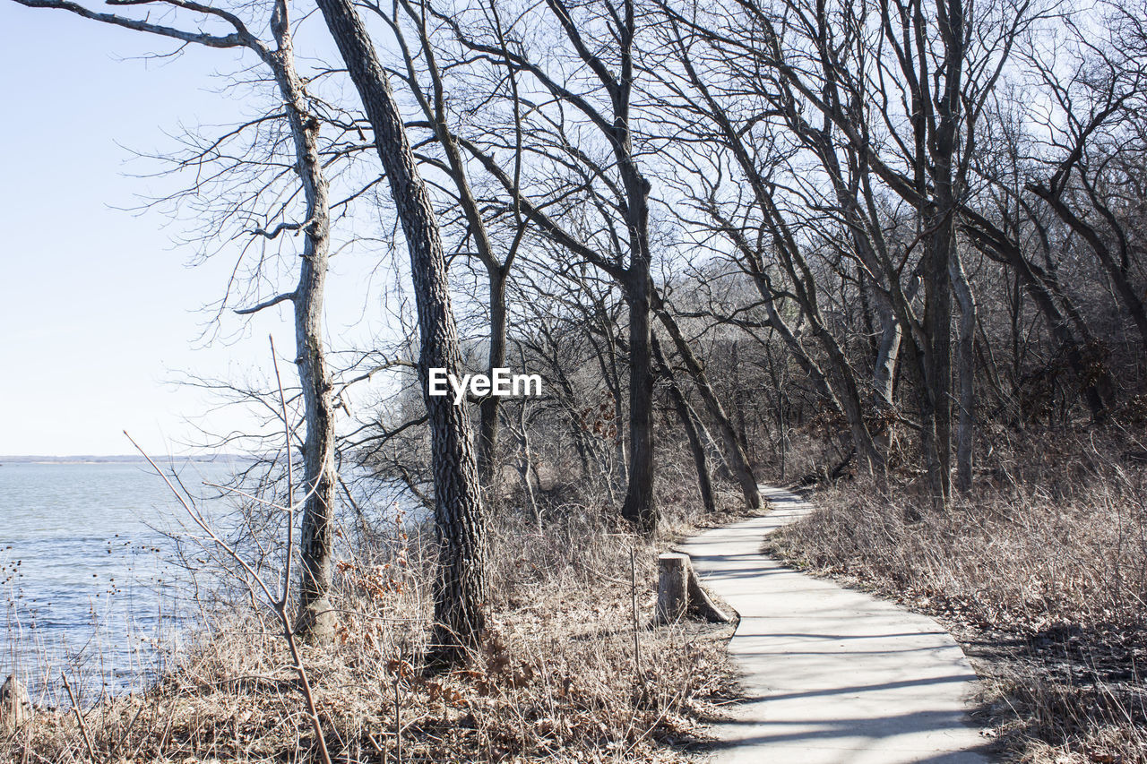 BARE TREES ON SHORE AGAINST SKY