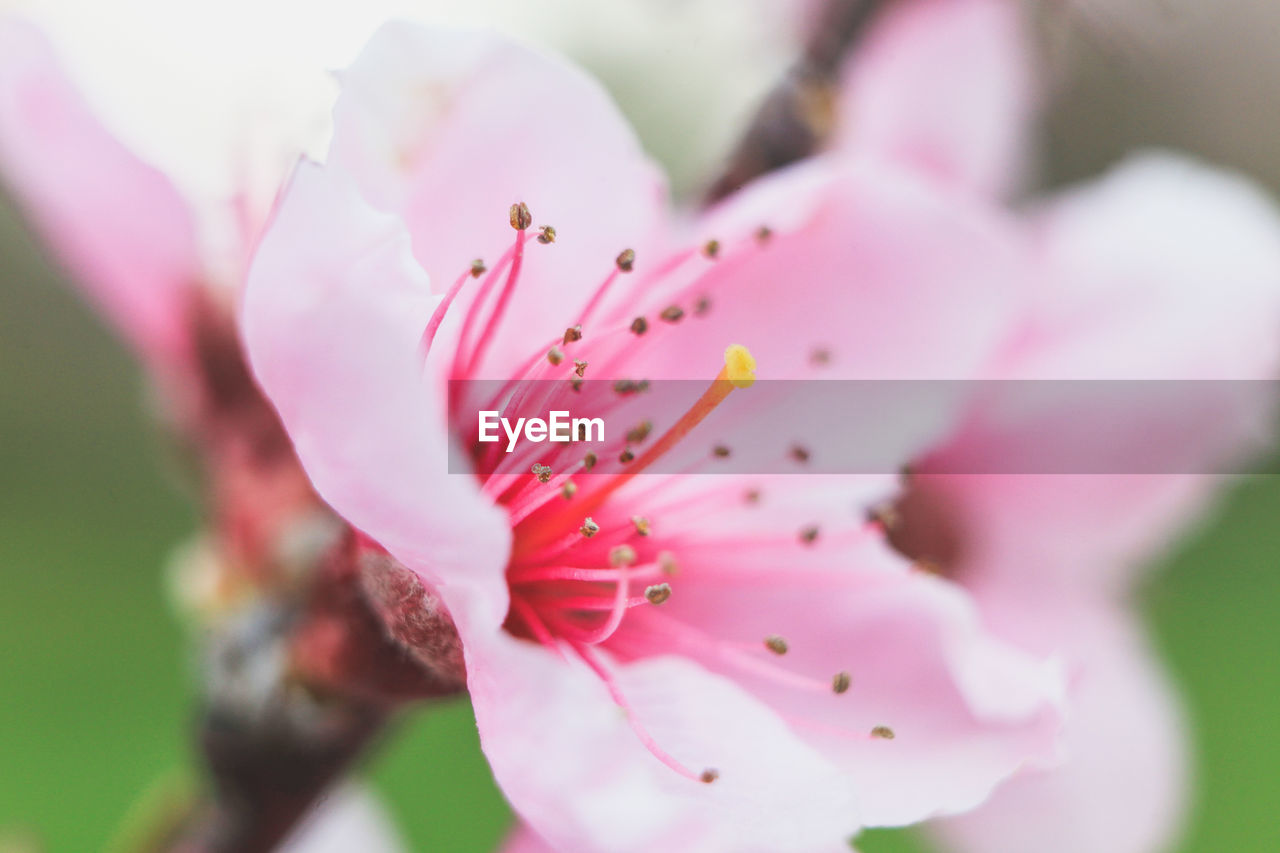 Close-up of pink flower