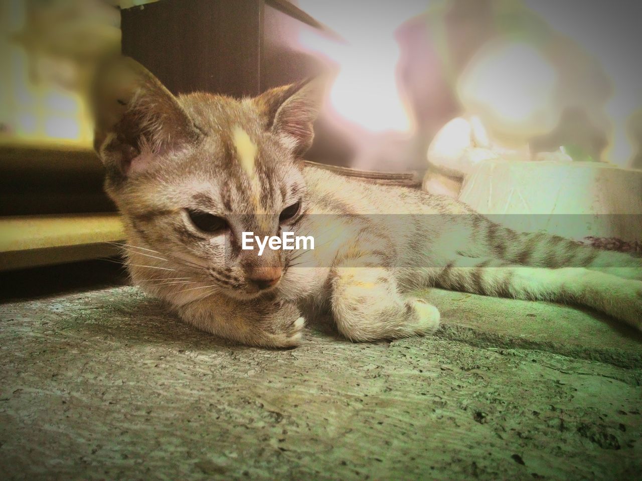 CAT SLEEPING ON BED