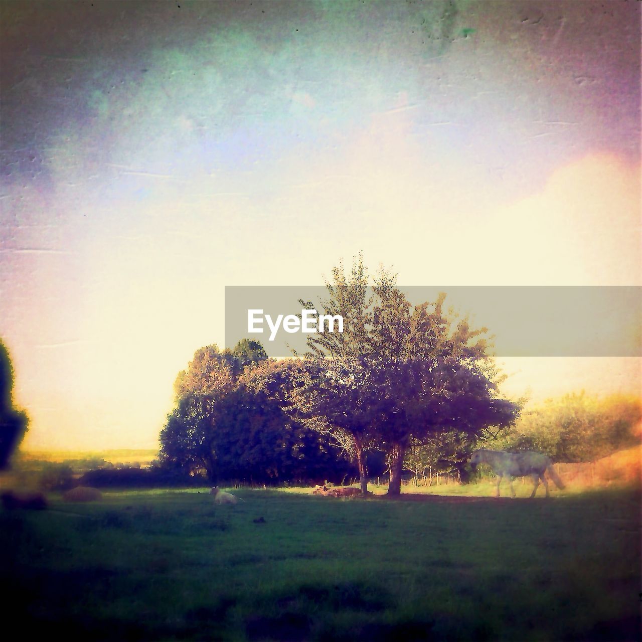 SCENIC VIEW OF GRASSY FIELD AGAINST SKY AT SUNSET