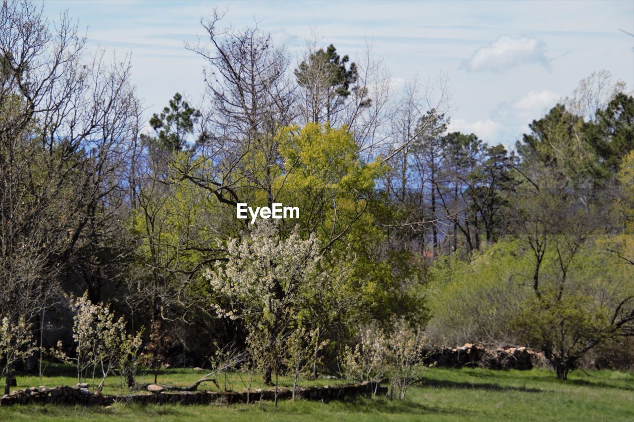 TREES GROWING ON FIELD