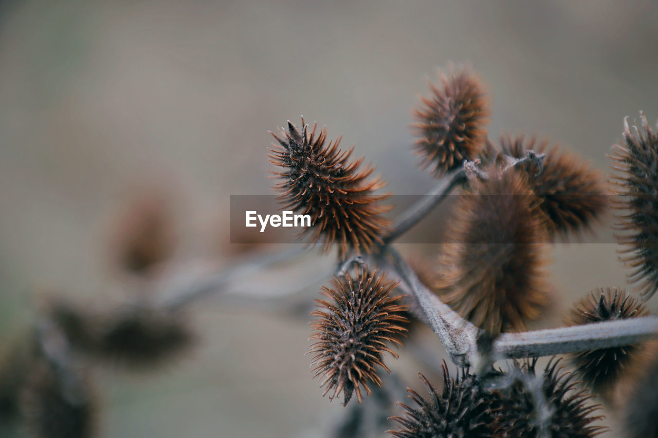 Beautiful Beautiful Nature Nature Plant Beauty In Nature Brown Flowers Garden Italy Point Selective Focus Thorn Thorns Twig Wild Flowers