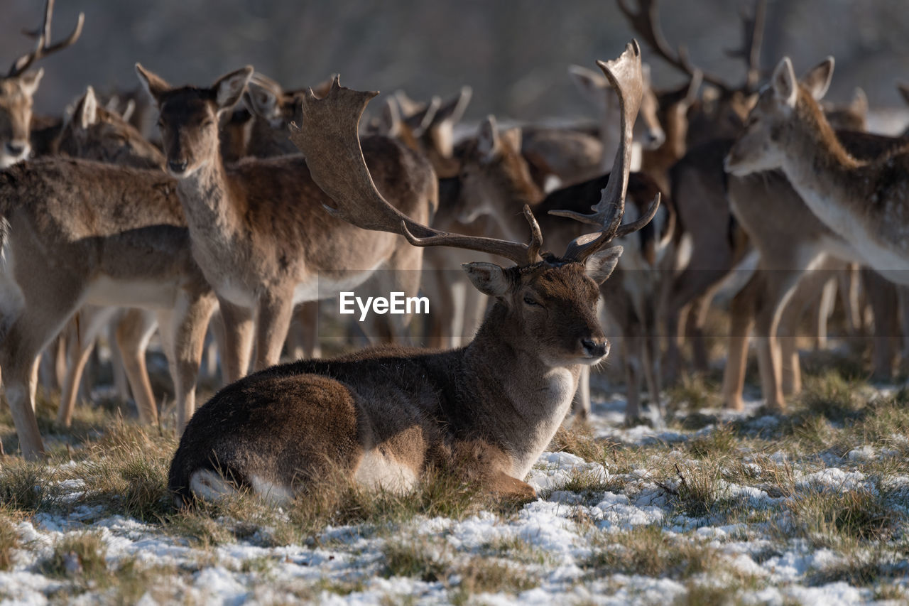 Deer relaxing on land during winter