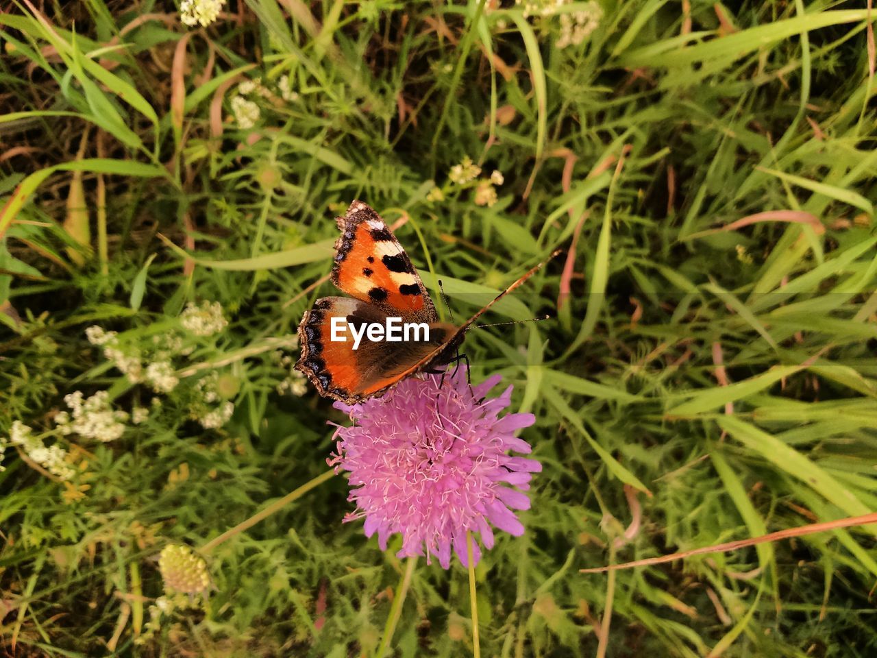 CLOSE-UP OF BUTTERFLY ON PURPLE THISTLE FLOWER