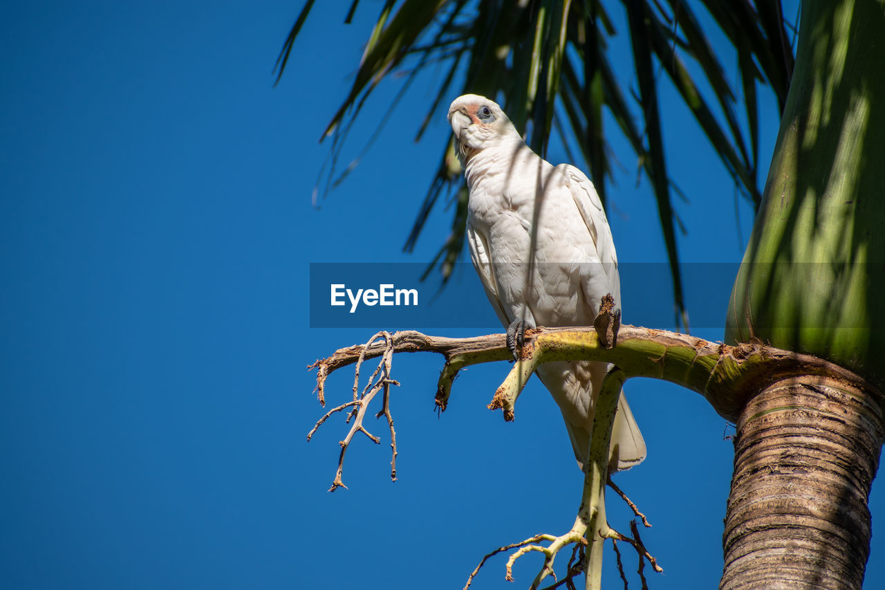 Low angle view of a little corella cacatua sanguinea perching in a palm tree against blue sky 