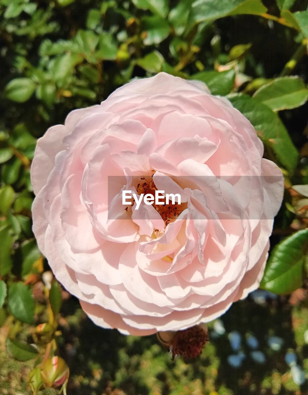 CLOSE-UP OF PINK ROSE IN SUNLIGHT