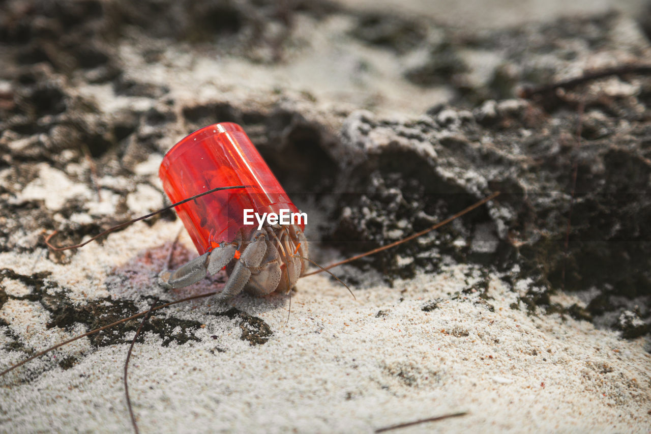 Hermit crab with a plastic shell, zanzibar