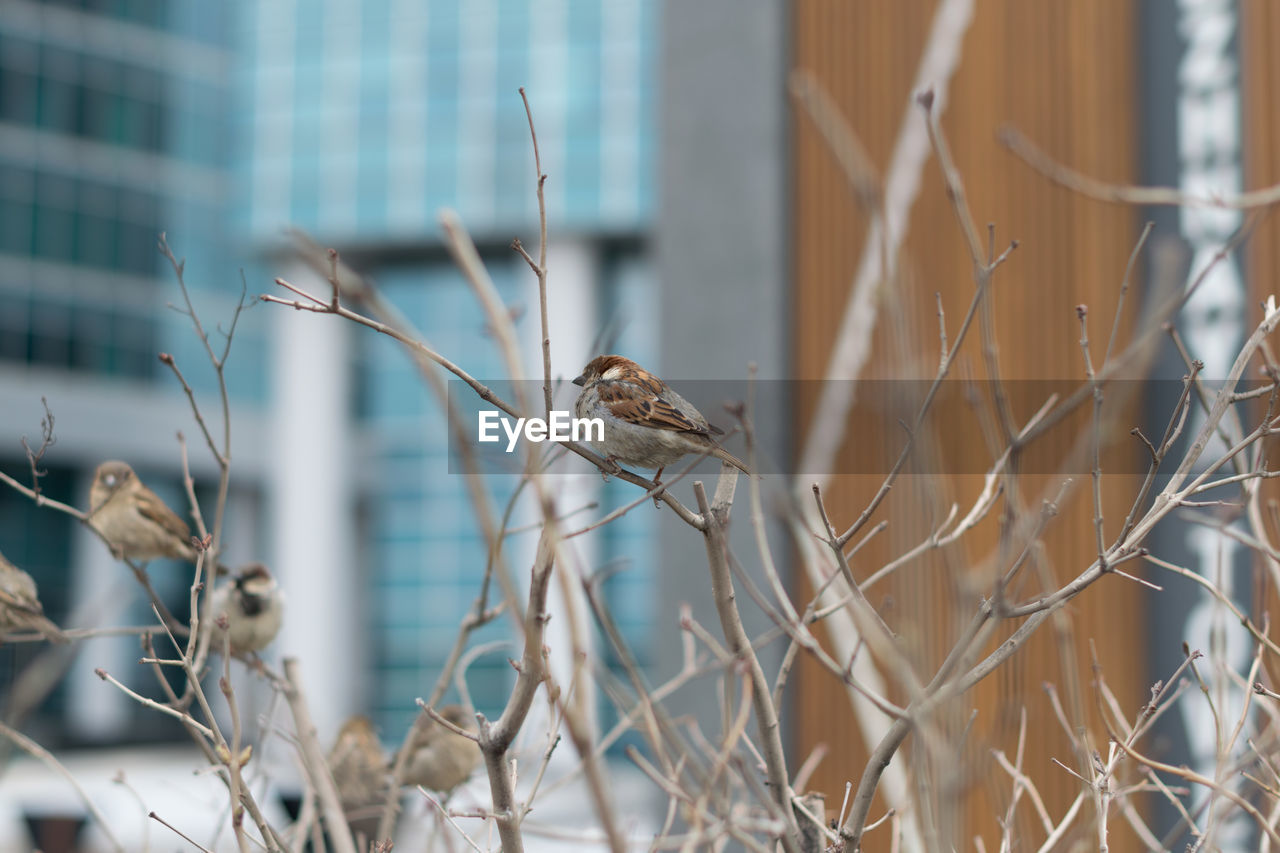 Close-up of birds perching on bare tree against building in city