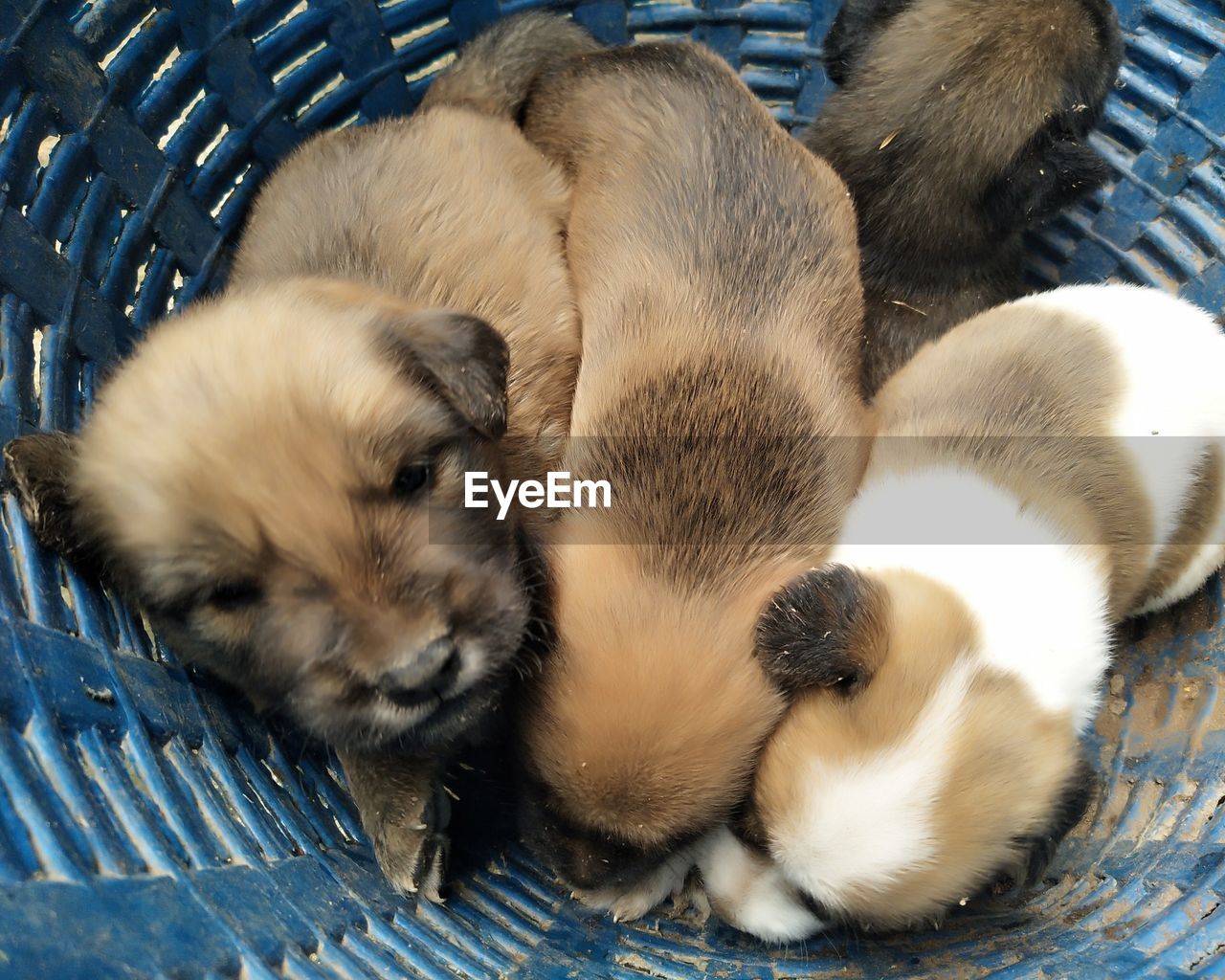 High angle view of puppy sleeping