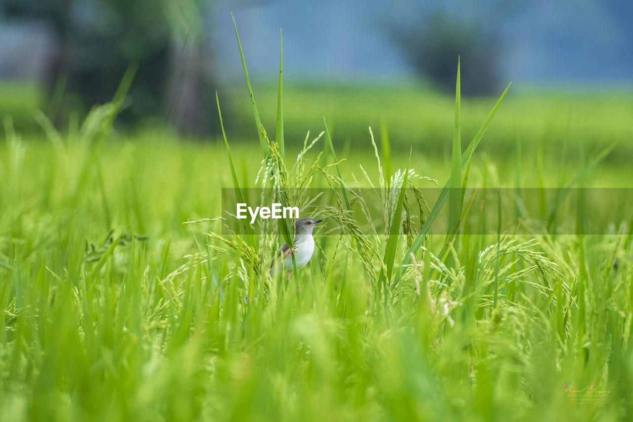 Grass in a field