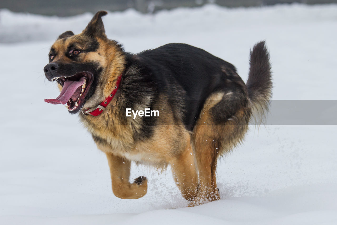 German shepherd running on snow field