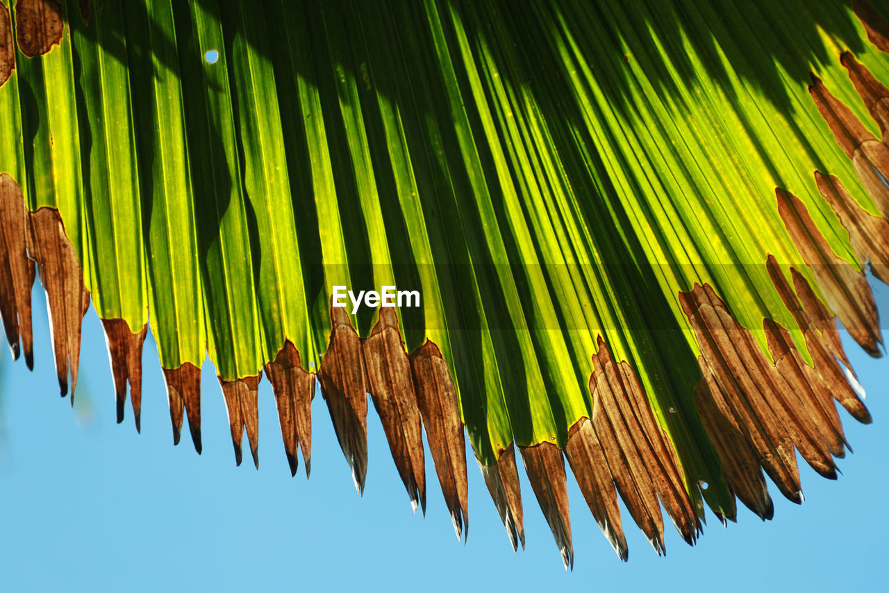 LOW ANGLE VIEW OF PALM TREE LEAVES