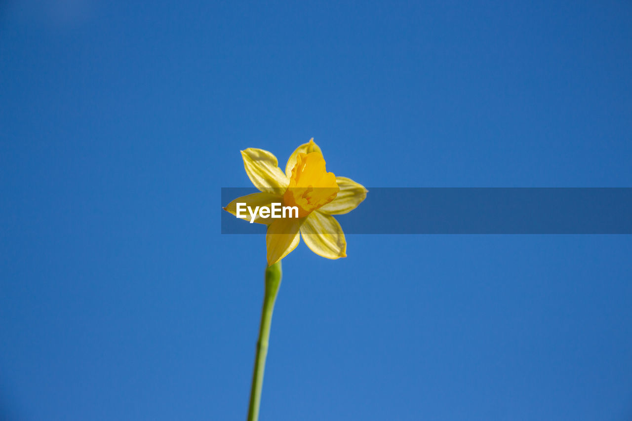 CLOSE-UP OF YELLOW FLOWER AGAINST BLUE SKY