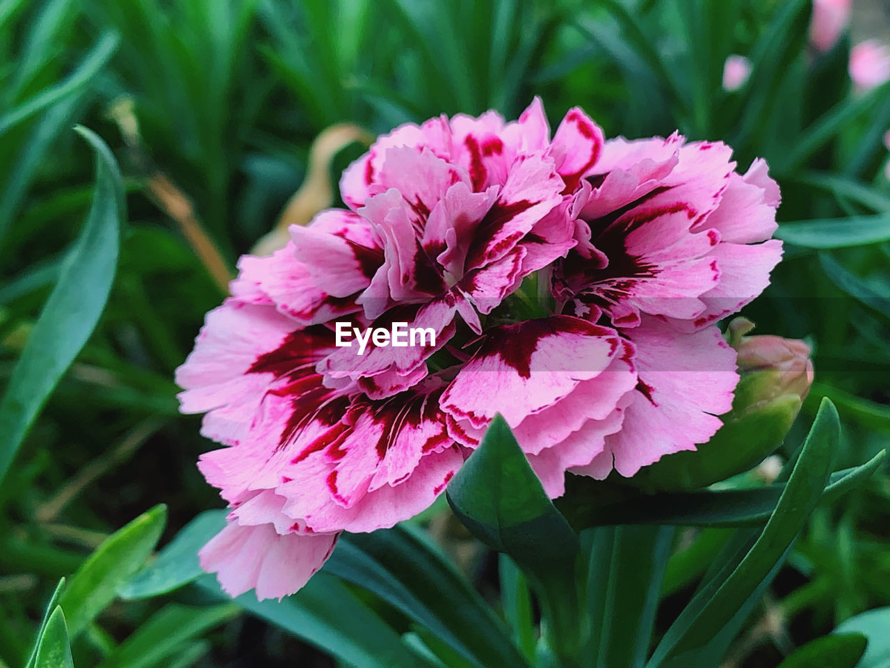 plant, flower, flowering plant, beauty in nature, freshness, pink, nature, close-up, petal, flower head, plant part, inflorescence, growth, fragility, leaf, no people, blossom, green, outdoors, springtime, botany, magenta, focus on foreground, summer, environment