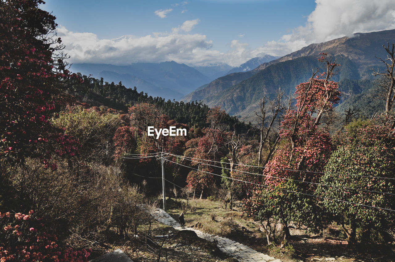 Panoramic view of trees and mountains against sky