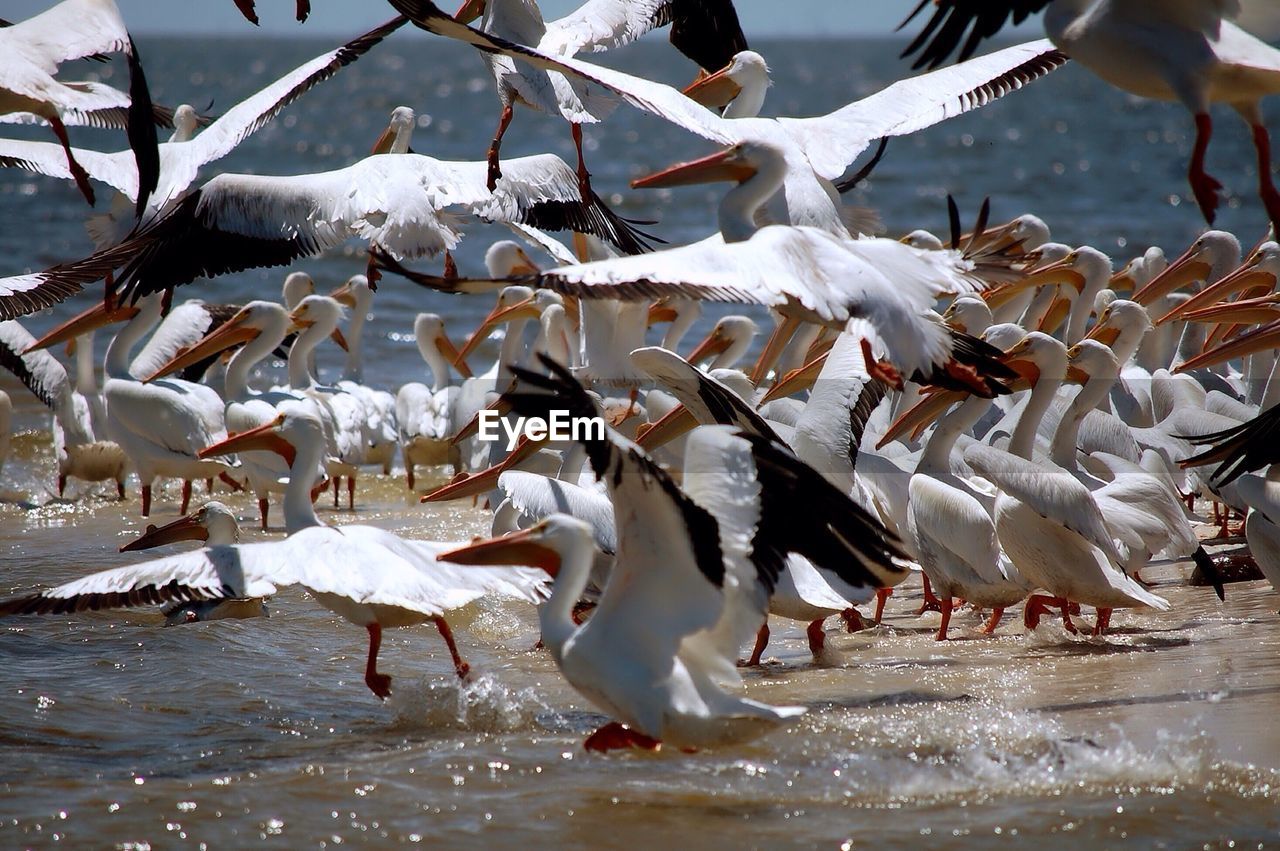 Close-up side view of birds