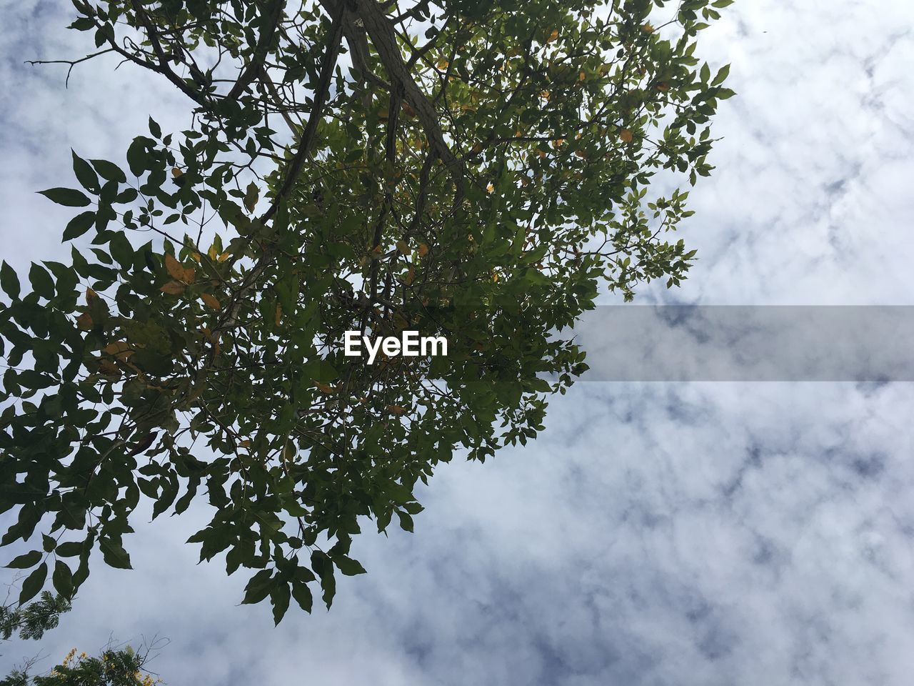 LOW ANGLE VIEW OF TREE BRANCH AGAINST SKY