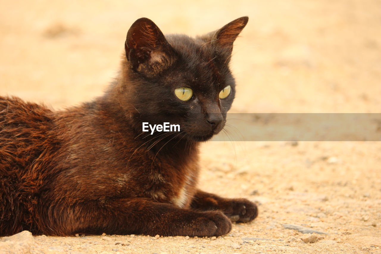 PORTRAIT OF A CAT SITTING ON A LAND