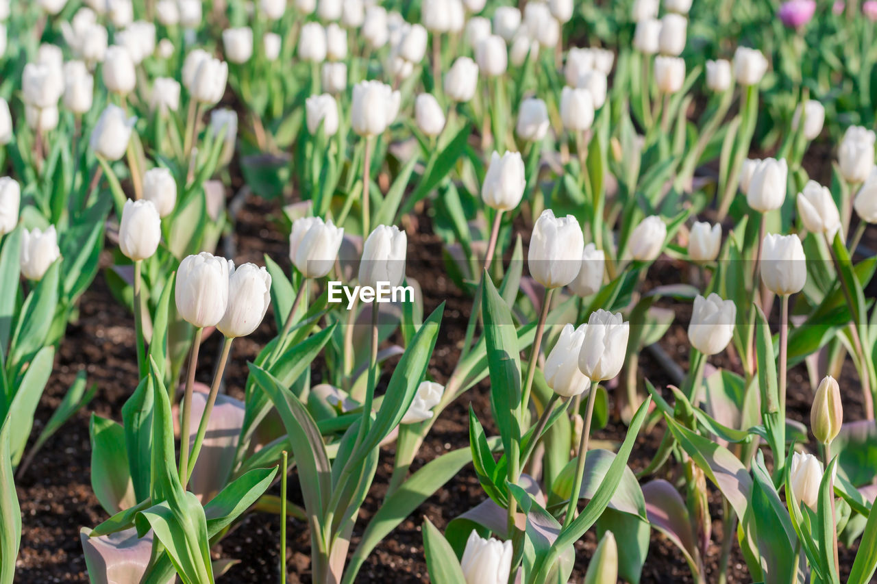 CLOSE-UP OF WHITE FLOWERS ON FIELD