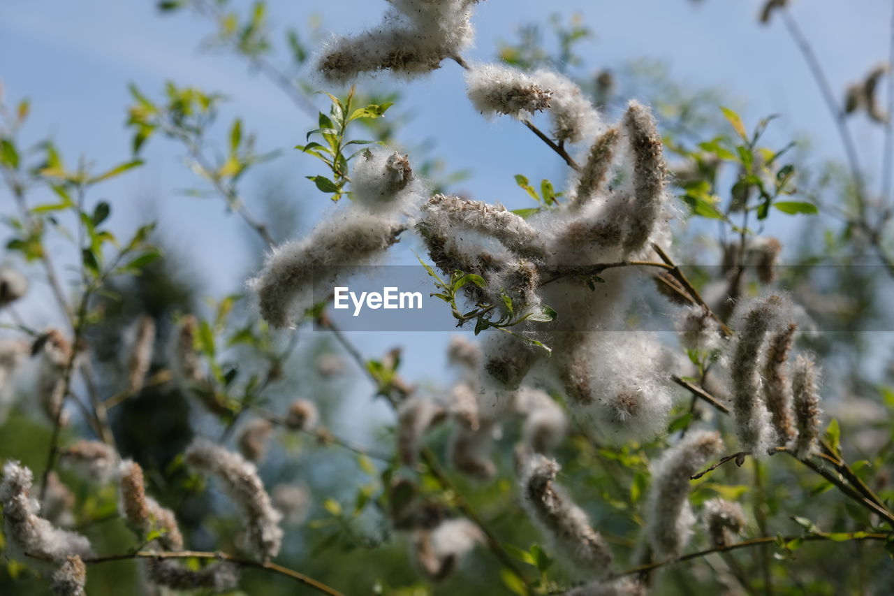LOW ANGLE VIEW OF FLOWERS GROWING ON TREE