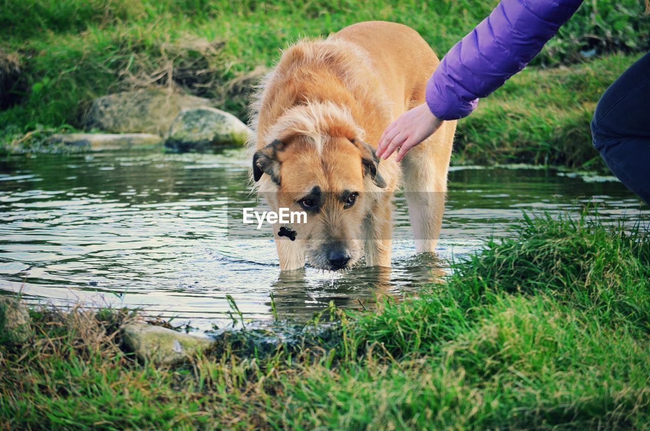 Midsection of person touching dog standing in pond