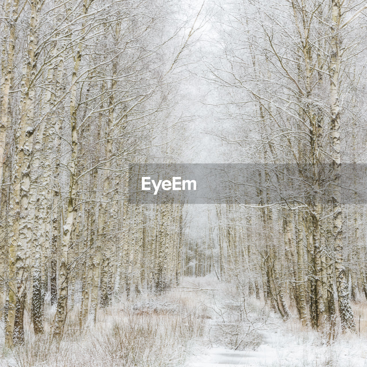 Path through winter forest gunnebo kulturreservat, mölndal, sweden, europe