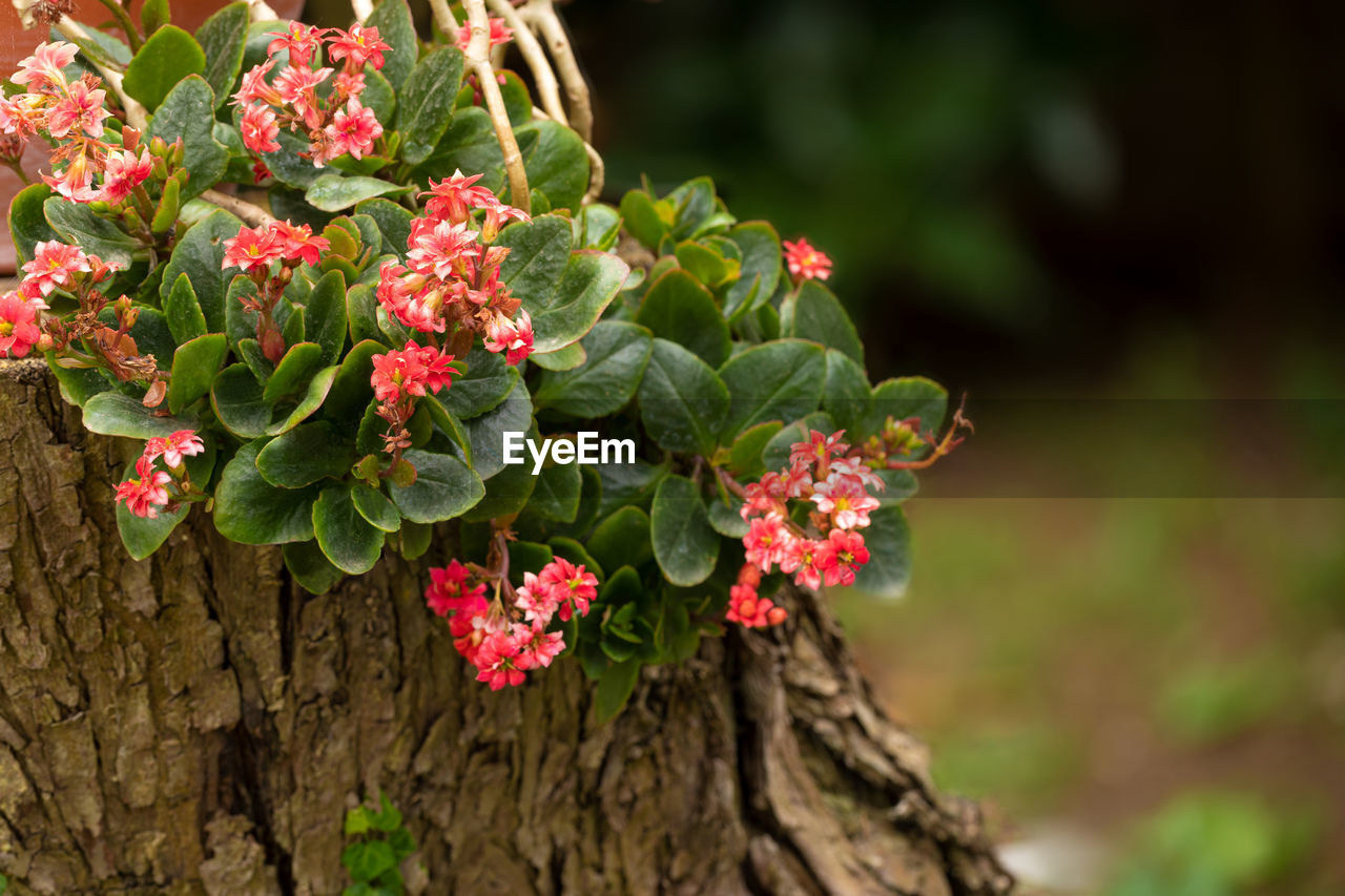 Kalanchoe blossfeldiana plant on a tree trunk in a garden.