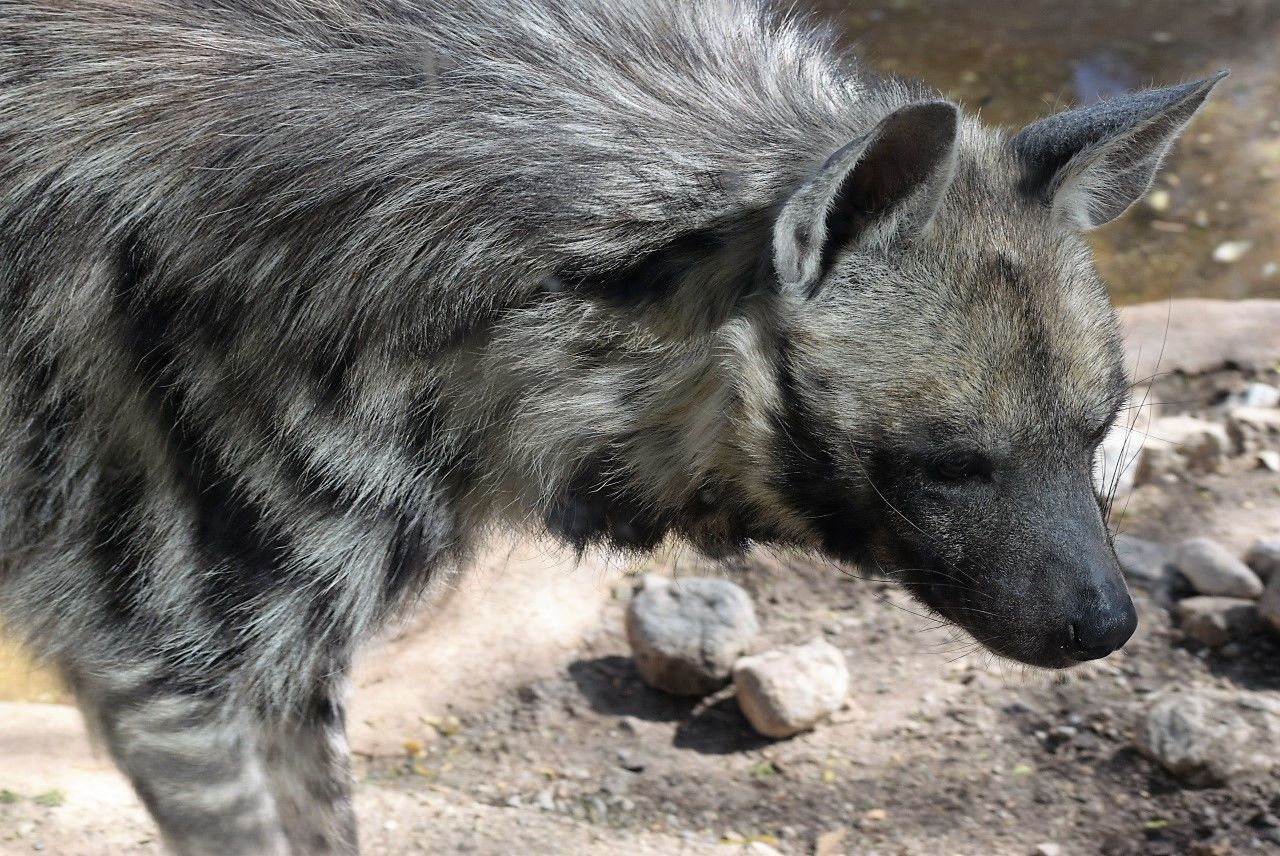 CLOSE-UP OF PIG