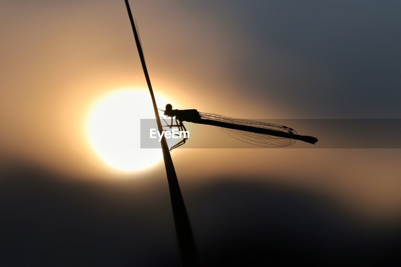 Close-up of silhouette damselfly on plant at sunset