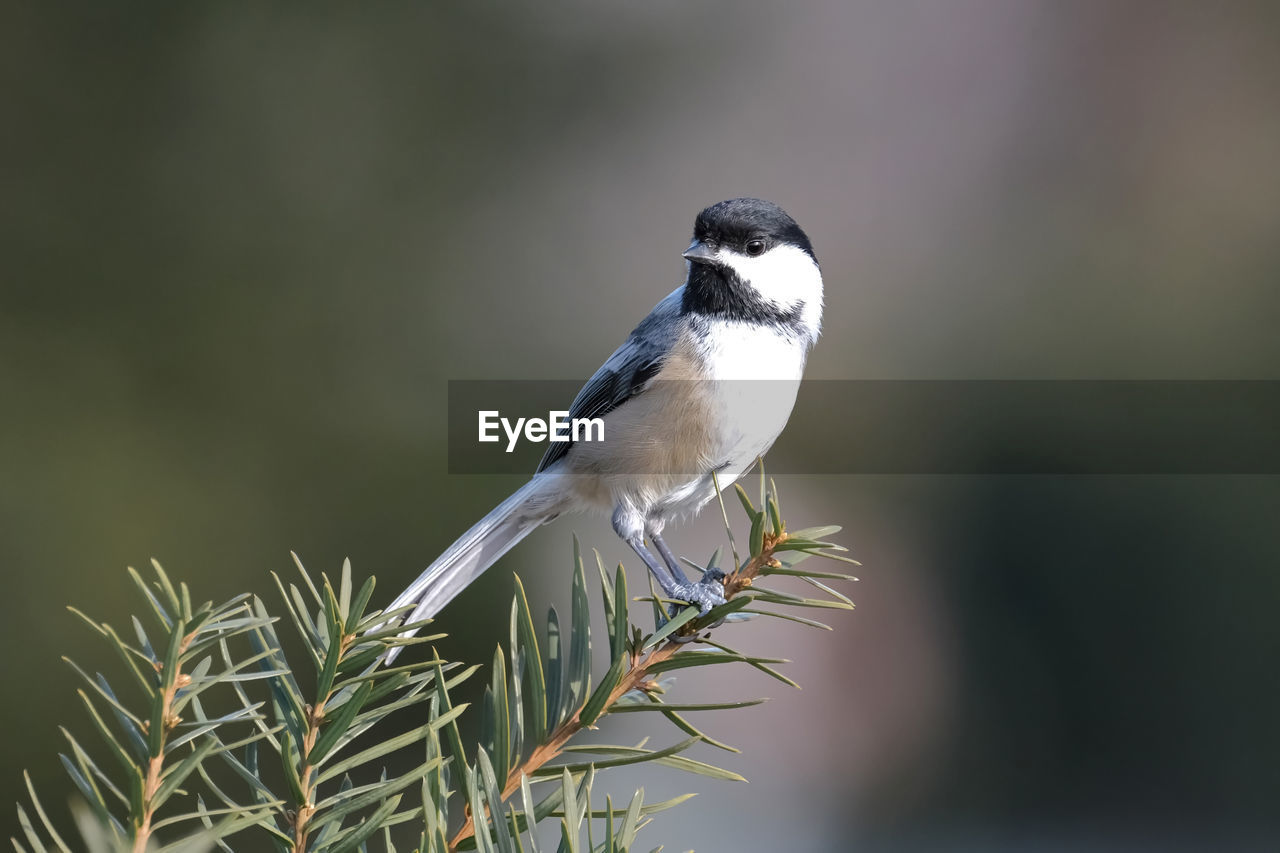 A chickadee perched on a branch