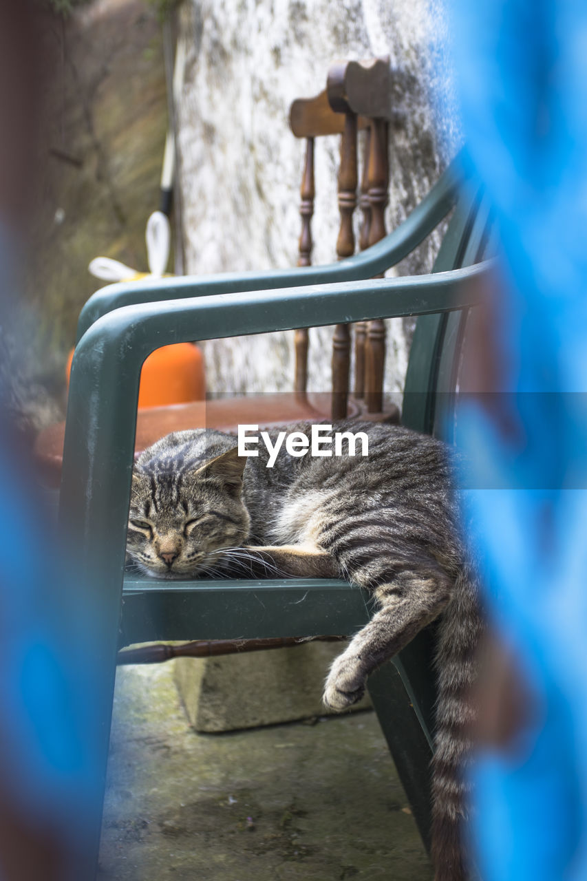 CAT SLEEPING IN A METAL